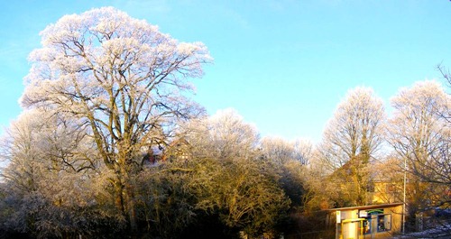 Der Winter macht die Bäume silbern